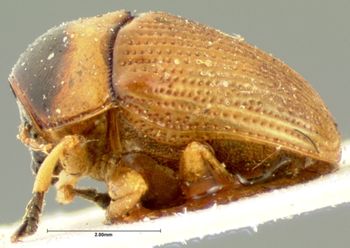 Media type: image;   Entomology 20035 Aspect: habitus lateral view